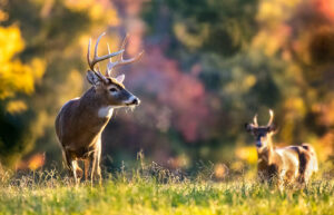 Maryland Reports 2025 Early Deer Season Results