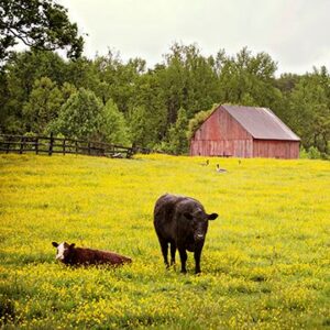 Calvert County – Application Deadline Extended for Purchase and Retirement Fund Program with New Price