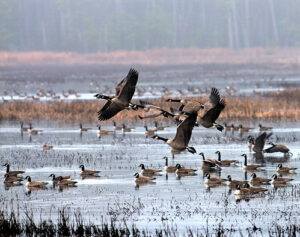 Maryland Canada Goose Hunting Seasons Resume December 19th, 2025 for 2025-26
