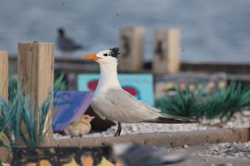 Maryland’s Tern Raft Celebrates Five Successful Years of Hosting Nesting Waterbirds