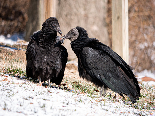 Maryland DNR Provides Guidance Concerning Highly Pathogenic Avian Influenza