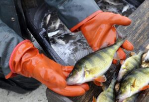 Maryland Takes Action to Protect Yellow Perch Following Low Recruitment