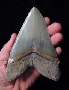 The Extinct Megatooth Shark Megalodon Armored its Teeth with Zinc
