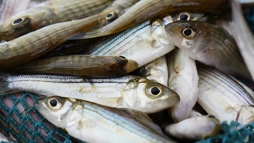 Secretary’s Message: Cold Winter Could Boost Prospects for Striped Bass