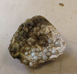 Record Spatset Found in St. Mary’s River With Unprecedented Number of Juvenile Oysters Spawned in 2025