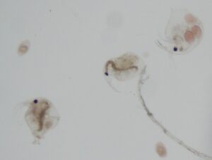 Striped Bass Spawning Success Not Limited by Zooplankton, DNR Study Suggests