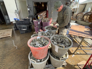 Maryland’s Century-Old Partnership with National Shellfish Sanitation Program Remains Vital to Seafood Safety