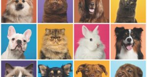 Chesapeake Life Center’s Pet Loss Workshop Returns to Perfect Pet Resort