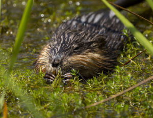 Maryland’s 2026 Muskrat Trapping Season Extended in Select Maryland Counties Due to Winter Weather Setbacks
