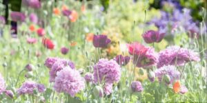 Sharon Ann Ackerman, age 79,