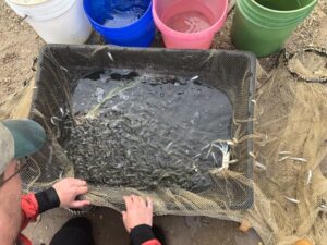 Net Positive: DNR’s Seine Net Surveys Provide Essential Data on Life Below the Surface