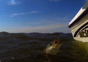 Safe Catch-and-Release and Avoiding High Temperatures Helps Protect Striped Bass, Research Shows