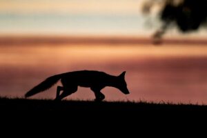 How Light Pollution Harms Maryland Wildlife