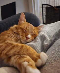From Huntingtown to Waldorf, Missing Cat Reunited With His Family Nearly 8 Months Later