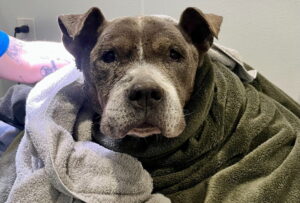 Elderly Dog Found Stuck in Marsh Rescued, Treated for Hypothermia, Reunited with Owners