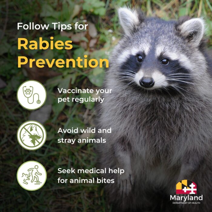 Rabies Alert Issued for Lusby and Huntingtown After Two Raccoons Test Positive
