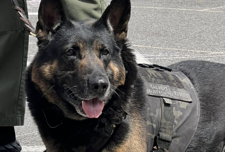 Calvert County Sheriff’s Office Mourns Passing of Retired K9 Reaper