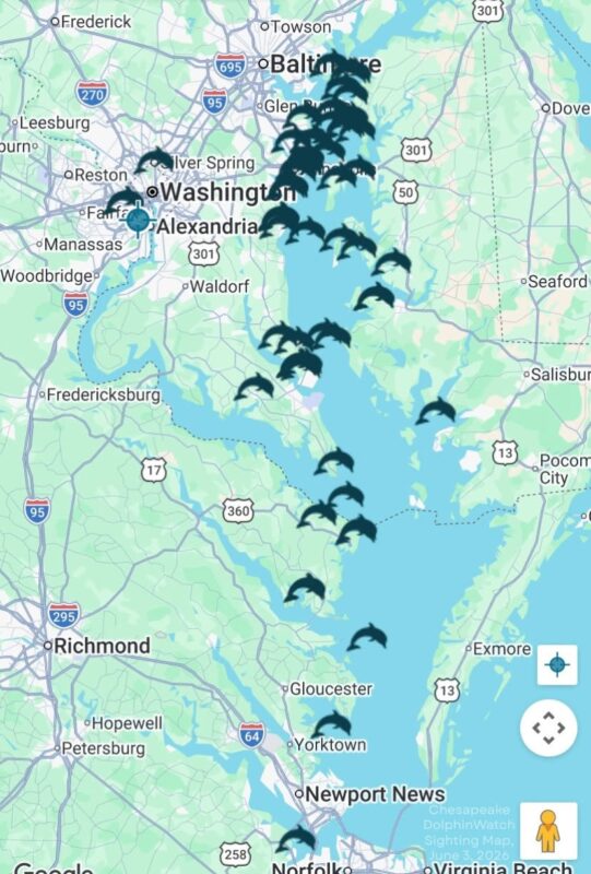 Dolphin Sighting Reported Across Chesapeake Bay as Maryland Officials Urge Boaters to Watch for Marine Wildlife