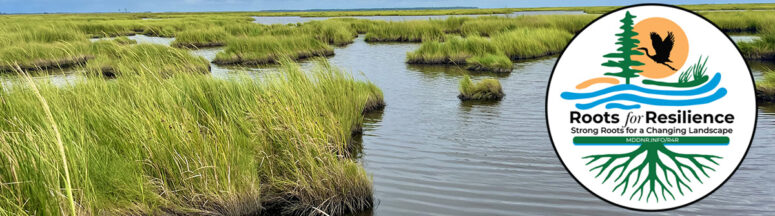 Roots for Resilience Initiative Grants $4.5 Million for Living Shoreline Projects, Protecting Bay Communities and Habitats