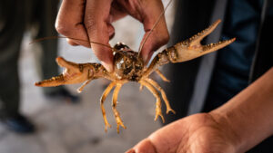 Maryland Department of Natural Resources – Native Animal Profile: Crayfish