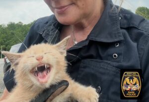 Police Investigating Kitten Thrown From Vehicle on Woodrow Wilson Bridge; Cat is Safely Rescue by Officer